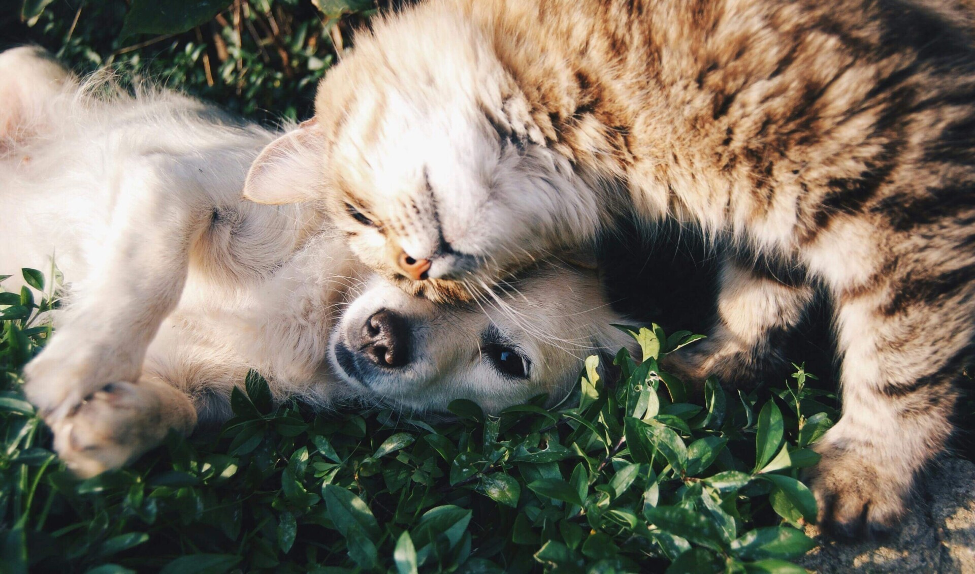 Nova Foto pexels-snapwire-46024 (1)